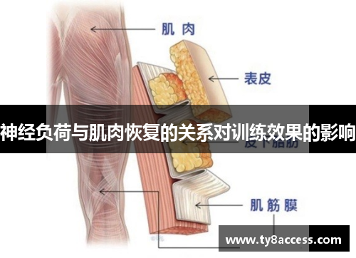 神经负荷与肌肉恢复的关系对训练效果的影响